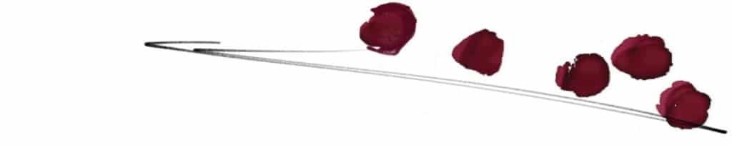cranberries sketch