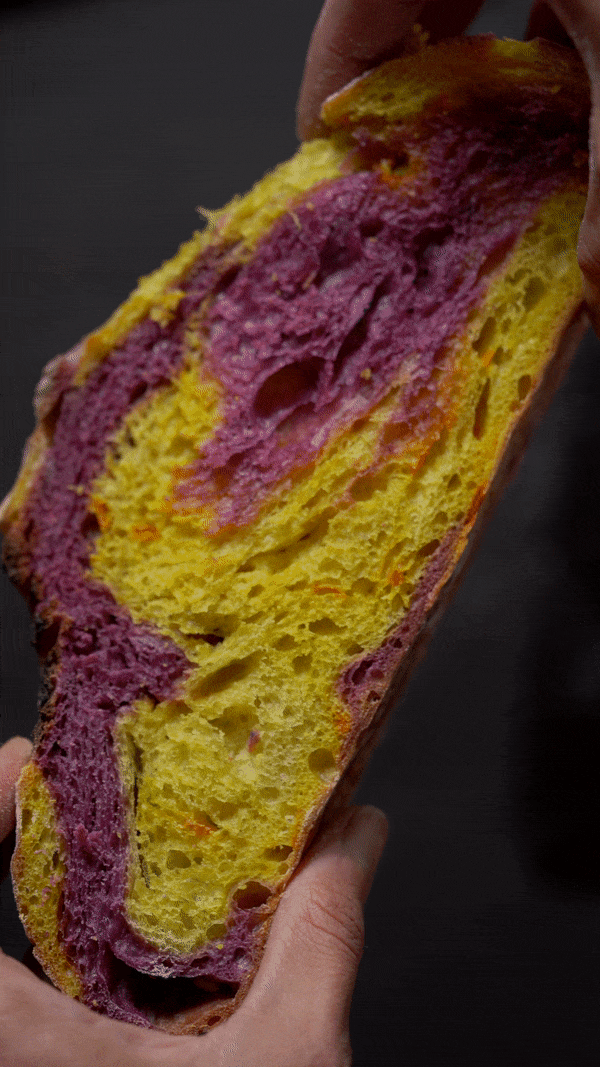 Squeezing a slice of saffron and purple sweet potato marbled sourdough